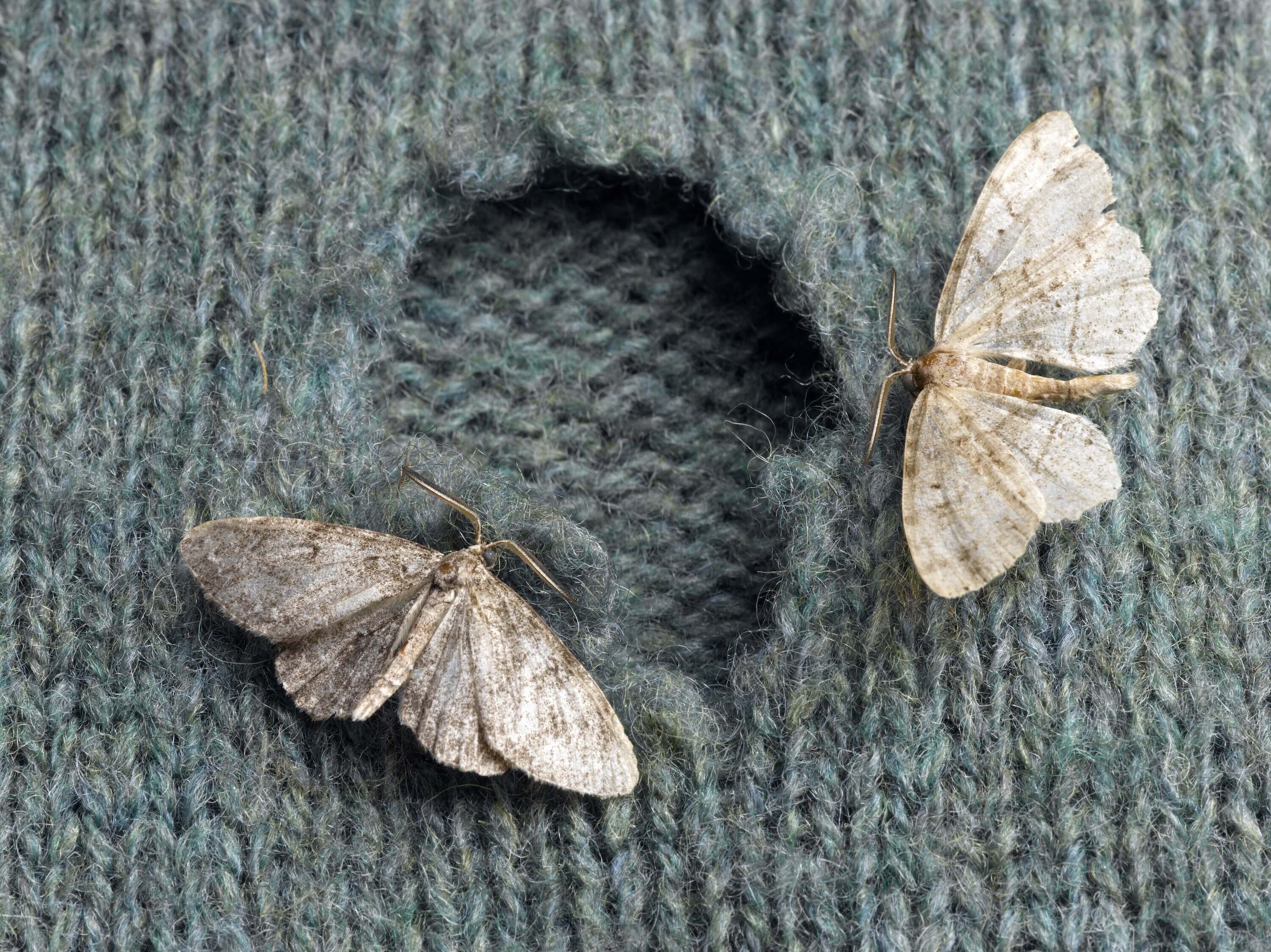 Everything to Know About Getting Rid of Moths In Cupboard Spaces